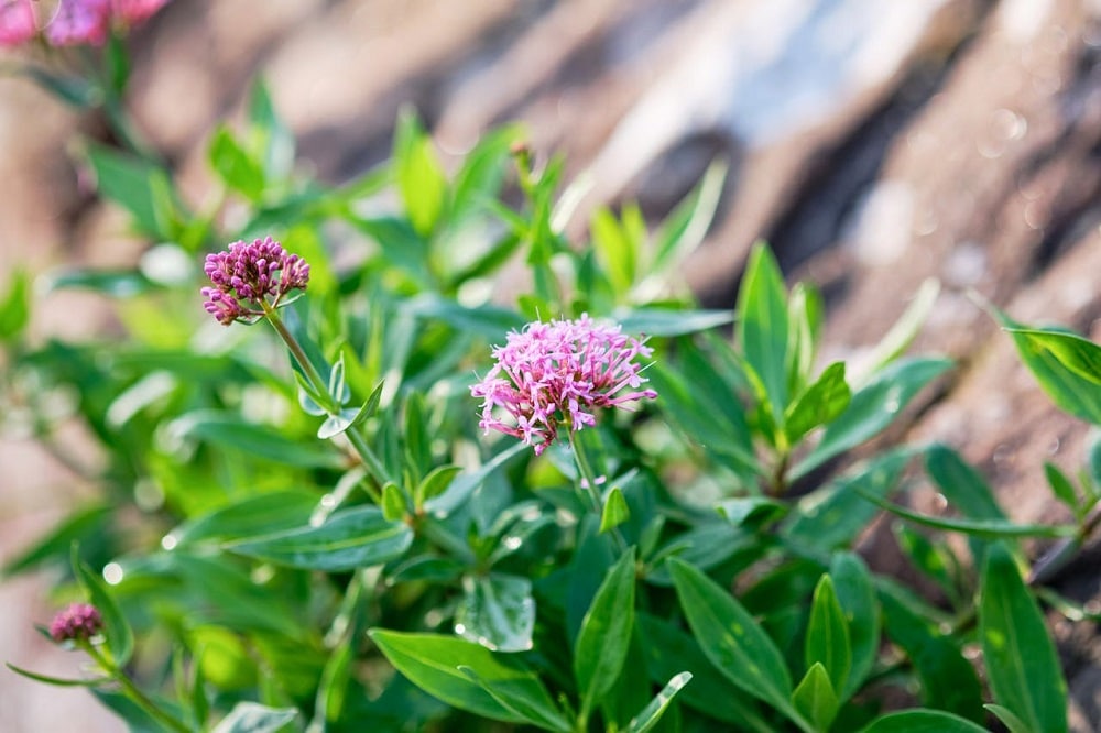 Quelles-plantes-planter-Morbihan-Be-Home